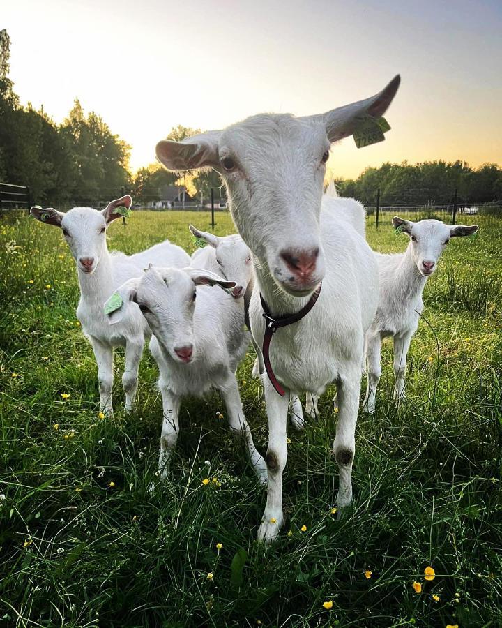 Pipowagens Bij Pannenkoekenrestaurant & Camping De Koppenjan 'Een Uniek Verblijf Met Kinderspeelboerderij' Jubbega-Schurega Esterno foto