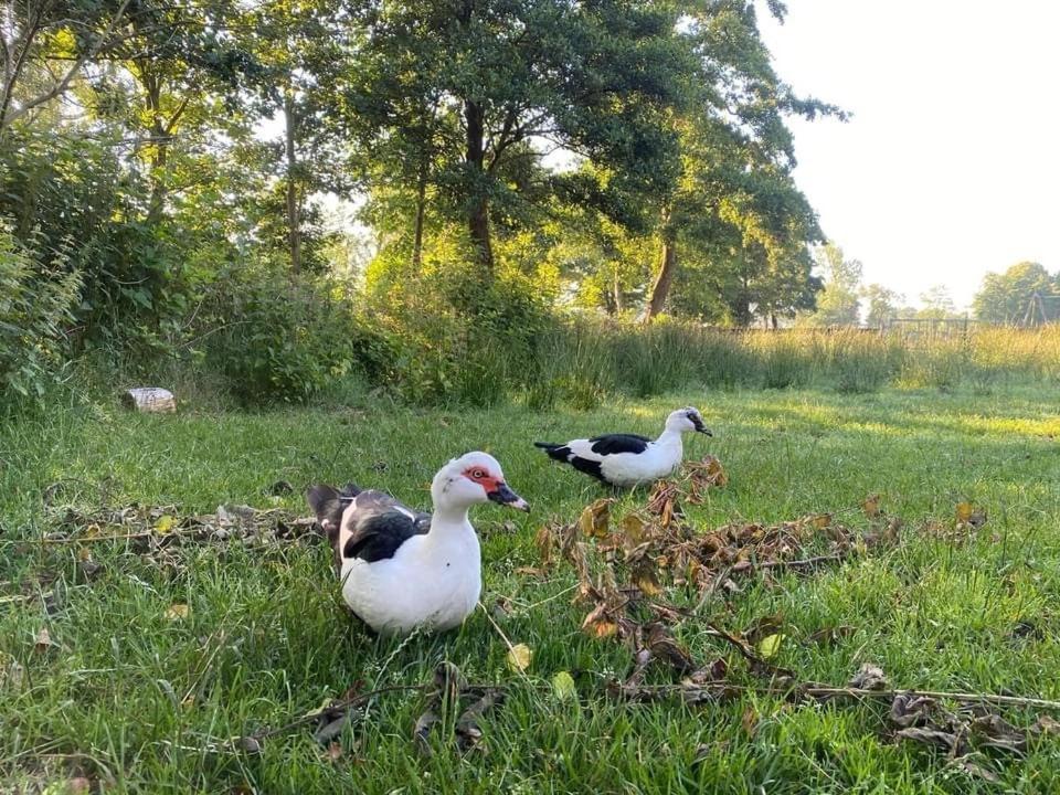 Pipowagens Bij Pannenkoekenrestaurant & Camping De Koppenjan 'Een Uniek Verblijf Met Kinderspeelboerderij' Jubbega-Schurega Esterno foto